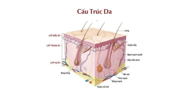 Cấu trúc làn da và ảnh hưởng của quá trình tái tạo